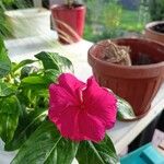 Catharanthus roseusFlower