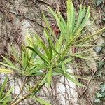 Podocarpus macrophyllus Leaf