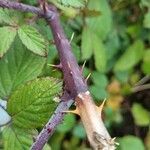 Rubus elegantispinosus Ŝelo