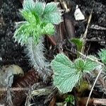 Potentilla nepalensis Leaf