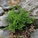 Asplenium fissum Yeri