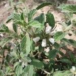 Leucas tomentosa Hoja