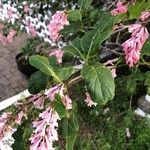 Syringa josikaea Leaf