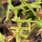 Stachys glutinosa Foglia