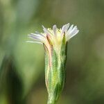 Symphyotrichum subulatum Flower