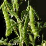 Ononis ornithopodioides Fruit