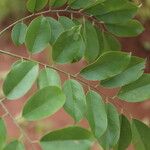 Pterocarpus angolensis Folha