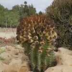 Ferocactus herrerae Frutto
