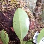 Syzygium arboreum Leaf