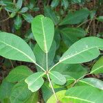 Tabebuia rosea Folha