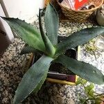 Agave asperrima Habit