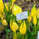 Lysichiton americanus 花