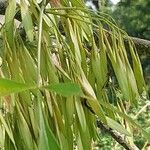 Fraxinus pennsylvanica Ffrwyth