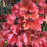 Viburnum sargentii Leaf