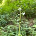 Veronica serpyllifolia Hábito