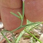 Dianthus nudiflorus عادت داشتن