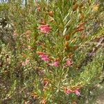 Eremophila oppositifoliaफूल