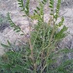Astragalus sesameus Leaf