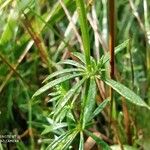 Galium rubrum Hoja