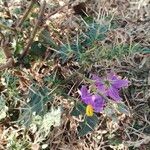 Solanum virginianum Kwiat