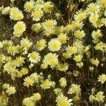 Malacothrix glabrata Flower