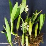 Prosthechea abbreviata Іншае