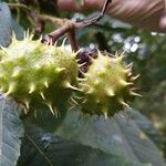 Aesculus hippocastanumFruit