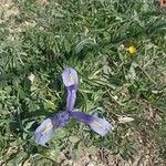 Iris planifolia Flower