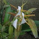 Epidendrum eburneum অন্যান্য