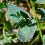 Coronilla scorpioides Leaf