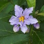 Solanum bonariense Květ