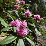 Rhododendron kesangiae Çiçek