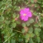 Dissotis rotundifolia Лист