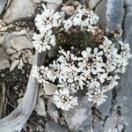 Iberis saxatilis Fleur