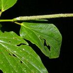 Piper crassinervium Flower