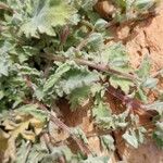 Campanula andrewsii Leaf