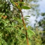 Berberis microphylla Лист