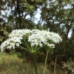 Seseli annuum Blüte