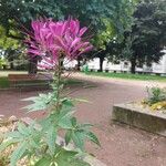 Cleome houtteana عادت