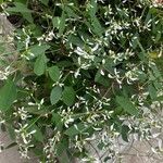 Euphorbia hypericifolia Floare
