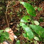 Anthonotha macrophylla Leaf