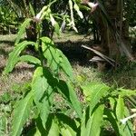 Nicotiana tabacum Лист