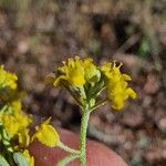 Alyssum serpyllifolium Flor