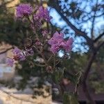 Lagerstroemia speciosaBlüte