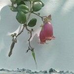 Kalanchoe uniflora Flor