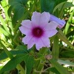 Ipomoea mauritiana 花