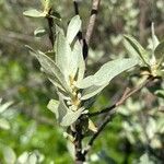 Elaeagnus commutata Hoja