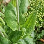 Emilia coccinea Leaf