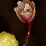 Bulbophyllum keekee Blodyn