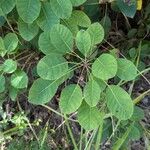 Cotinus coggygriaYaprak